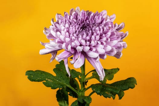 Dark Rossano chrysanthemum on yellow background. Flower head close up.