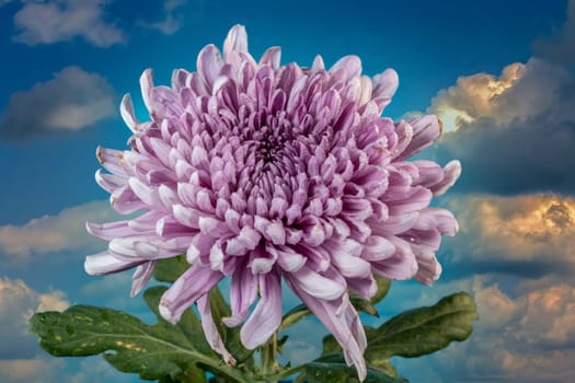 Dark Rossano chrysanthemum on blue sky background. Flower head close up.