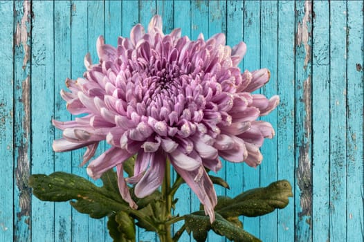 Dark Rossano chrysanthemum on blue background. Flower head close up.