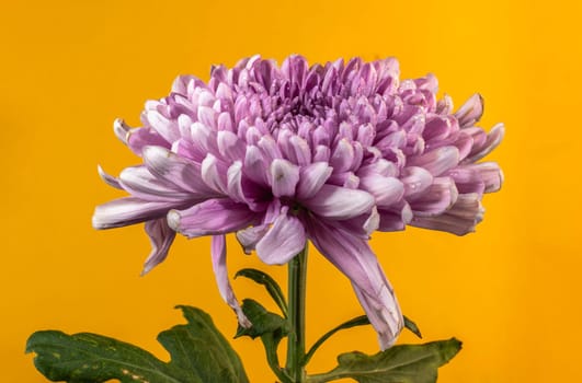 Dark Rossano chrysanthemum on yellow background. Flower head close up.