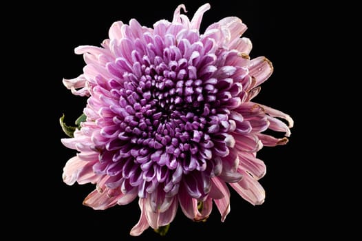 Dark Rossano chrysanthemum on black background. Flower head close up.