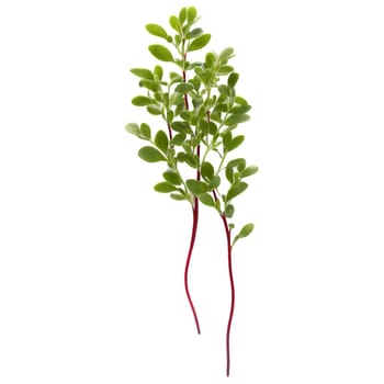 Quinoa microgreens Chenopodium quinoa tiny green leaves with red stems artfully arranged Microgreen super food. Microgreen isolated on transparent background.