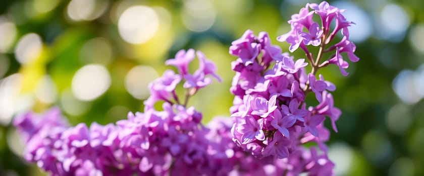 Vibrant purple lilac flowers are blooming, surrounded by a soft-focus background displaying lush greenery under the warm sunlight of spring.