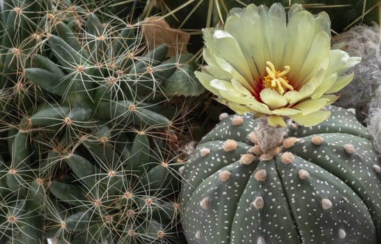 Beautiful yellow flower of Astrophytum asterias (Kabuto cactus) is blooming with Mammillaria longimamma (Finger cactus) in cactus garden. Succulent Plant, Cactus flower, Copy space, Selective focus.