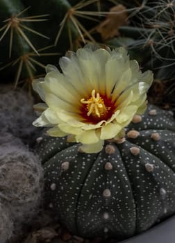 Beautiful yellow flower of Astrophytum asterias (Kabuto cactus) is blooming with Ferocactus echidne as a background. Species of cactus in the genus Astrophytum It has the shape of a ridge that is concave in the middle along the spine. Makes the shape of the tree (form) look like a star, Succulent Plant, Cactus flower, Selective focus.
