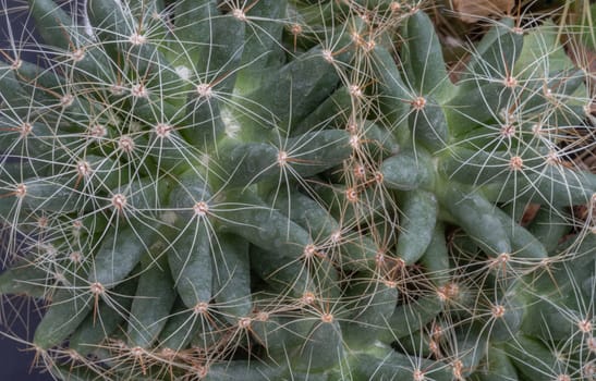 Detail of Mammillaria longimamma with sharp white prickles. Prickly green Finger cactus, Succulent Plant, Cactus flower, Space for text, Selective focus.