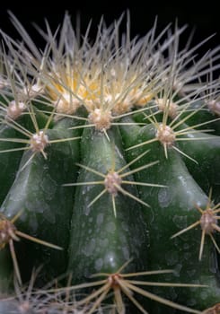Detail of Ferocactus echidne with sharp white prickles. Prickly green Parodia polyacantha cactus or Parodia langsdorffii plant, Succulent Plant, Cactus flower, Space for text, Selective focus.