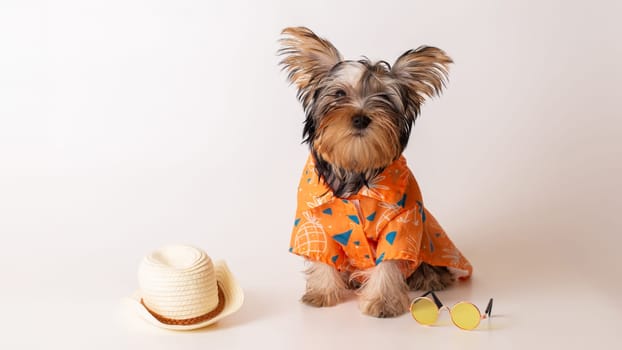 Adorable yorkshire terrier puppy in orange hawaiian shirt, with sunglasses and straw hat nerby