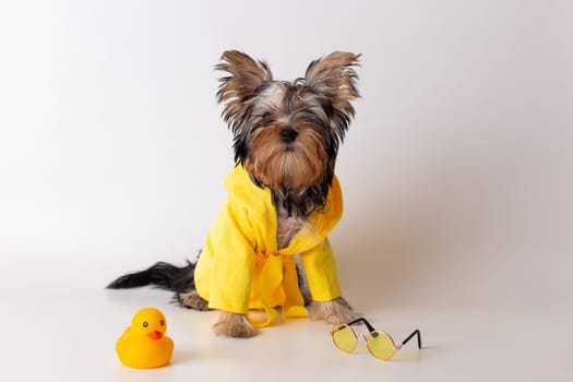 A charming York puppy in a yellow bathrobe with a yellow duck next to it and glasses. Copy space