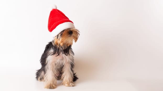 Funny yorkshire terrier puppy in festive santa hat on white background.