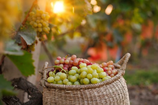 A wicker basket filled with green and red grapes placed among the vines in a vineyard during sunset. grape harvest