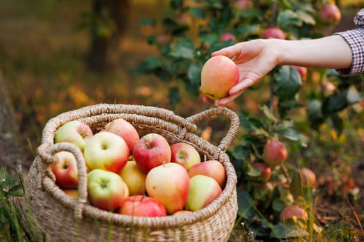 A hand reaching for a ripe apple from a basket filled with various apples, set in an orchard with trees in the background.