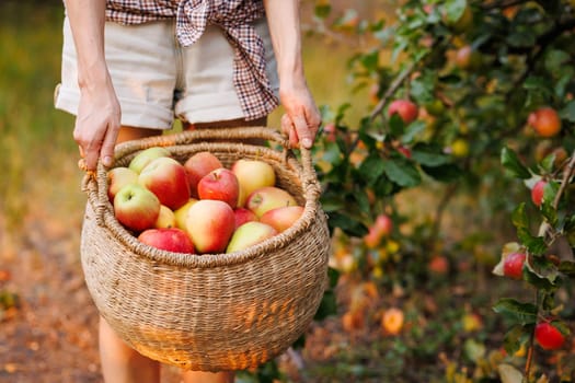 male hands with a basket of ripe apples in nature season, Harvesting Fresh Apples in an Orchard