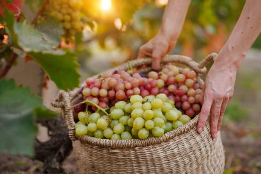 Winemaker harvesting red grapes in vineyard at sunset with golden light