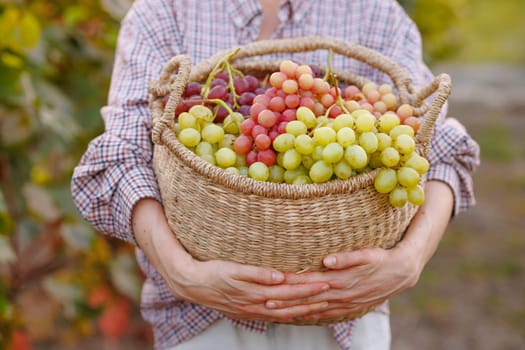 A farmer with a straw hat harvesting ripe grapes in a sunny vineyard, surrounded by grapevines and fruits, symbolizing hard work, dedication, and the beauty of agriculture
