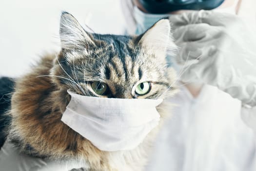 A cat in a face mask and a vet in protective gear show the importance of pet healthcare in a viral epidemic