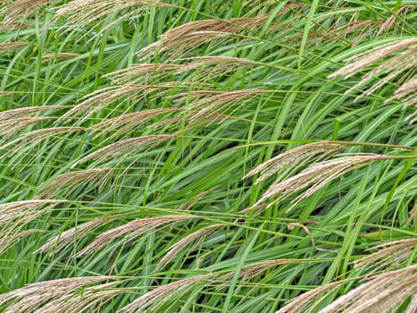 Lush of natural green grass texture background with panicles of seeds