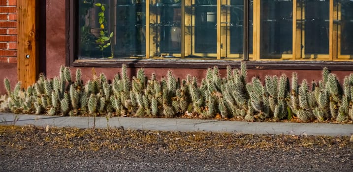 AREGON, USA - MAY 02, 2018: - Blooming prickly pear cacti in the interior of a house in Oregon, USA