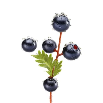 Tart crowberries bouncing water droplets midair stems swirling Empetrum nigrum Food and Culinary concept. Food isolated on transparent background.