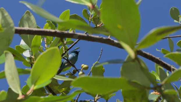 A slow-motion video shows a bright blue bird on a tree branch amid gently swaying green leaves with a clear blue sky backdrop.