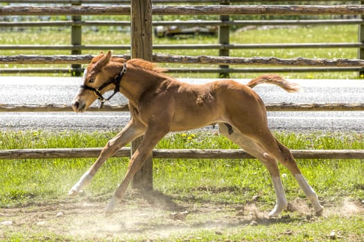 A cute young colt runs next to the fence line near Hayden, Idaho.