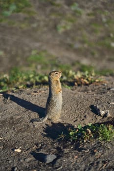 A curious little squirrel stands upright on its hind legs, intently observing its vibrant and lively habitat