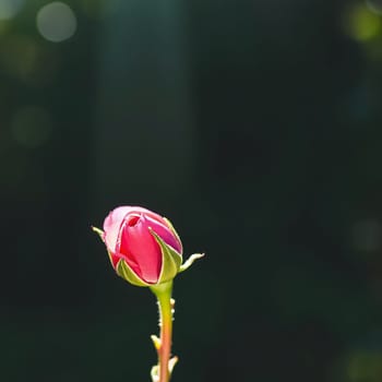 A single pink rose bud stands tall, illuminated by soft sunlight. The contrasting dark backdrop highlights the delicate petals and fresh green stem, creating a serene natural moment.