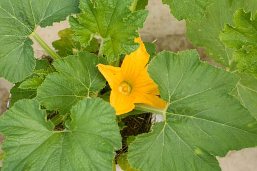 Bright yellow zucchini flower on a background of green leaves