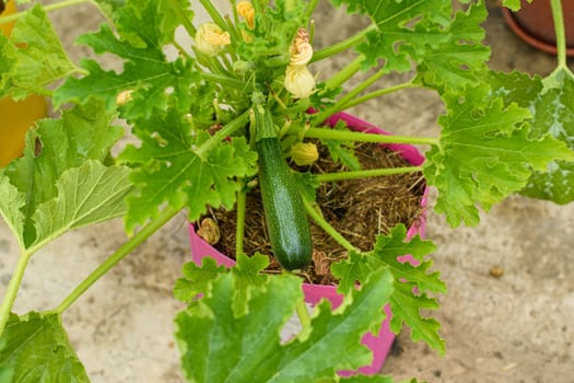 Close-up of zucchini fruit grown in plastic pots