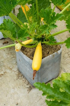 Growing yellow zucchini in pots on concrete