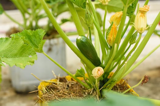 Young zucchini fruit grown in plastic pots