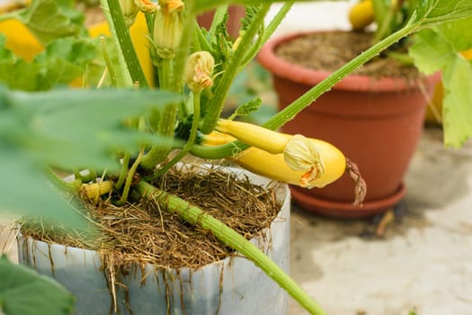 Growing yellow zucchini in plastic pots