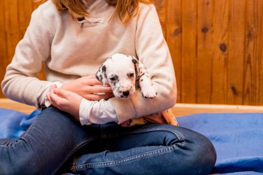 Child, dog and animal playing on sofa for bonding together, connection or adoption in living room.