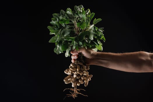 Farmer's hand holding a bunch of fresh peanuts with green leaves on a black background. The peanuts are attached to the roots, showing their natural state.