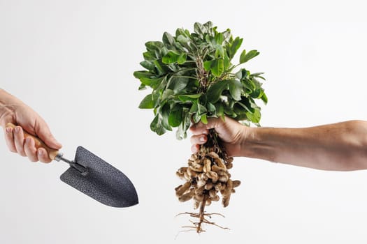 Farmer's hand holding a bunch of fresh peanuts with green leaves on a white background. The peanuts are attached to the roots, showing their natural state.