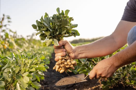 farmer's hand holding fresh peanuts with leaves close-up on groundnut field background, peanut harvesting