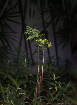Green leaves of Tree with Natural light in park. Light and shadow, Space for text, Selective focus.