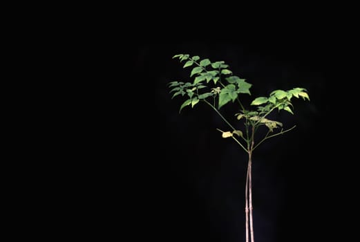 Green leaves of Tree with Natural light on Dark background. Tree in the park, Space for text, Selective focus.