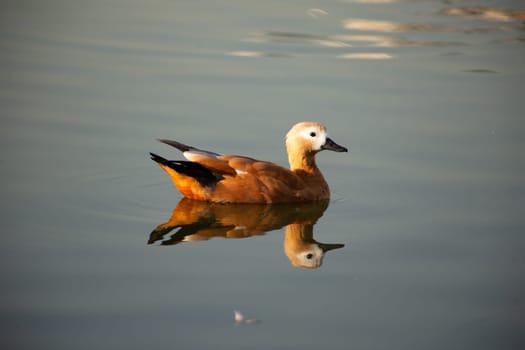 Red haired duck swims along quiet pond in the nature reserves on calm water with its reflection in the surface