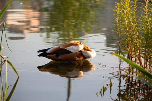 Red duck uses beak to clean its feathers in the water. Water bird grooming itself, duck routine