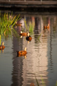Vertical photography of red ducks on the surface of calm water in a park. Reserve with aquatic wild birds on vacation