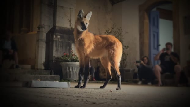 A slow-motion video shows a maned wolf cautiously approaching a food tray at a sanctuary in Caraca, Brazil, observed by people at night.