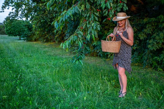 The photograph portrays a serene moment amidst the picturesque charm of a cherry orchard. Standing amidst the verdant foliage, a blonde woman's graceful silhouette is illuminated by the soft sunlight filtering through the leaves. She is adorned in a delightful summer dress adorned with dainty floral patterns, exuding a sense of freshness and vitality. Around her neck hangs a necklace crafted from colorful beads, adding a playful touch to her ensemble, while a straw hat adorns her head, offering respite from the sun's warm embrace. Her sun-kissed skin glows with a radiant warmth, complemented by the chic simplicity of her attire. In her hands, she holds a woven basket, a symbol of harvest and abundance, while the other hand gently cradles ripe cherries, their vibrant red hues a testament to nature's bounty. With careful precision, she places the cherries into the basket, each one a precious gem of summer's harvest. As she stands amidst the lush green grass, the tranquility of the scene is palpable. The time for cherry picking has arrived, and the woman embraces the task with quiet reverence, fully immersed in the beauty of the moment. In this idyllic setting, she finds solace and joy in the simple pleasures of life, surrounded by the enchanting beauty of nature's abundance.