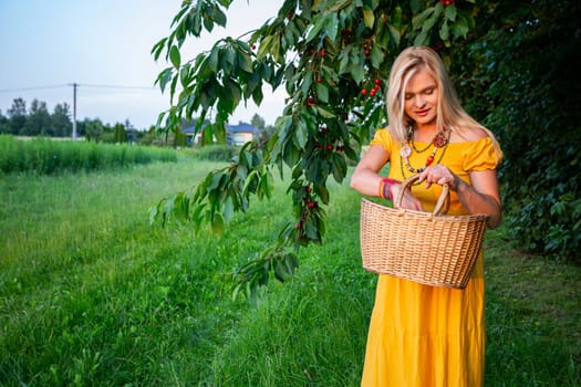 In a picturesque setting, a beautiful woman stands gracefully upon a pathway adorned with lush green grass. Her straight, blonde locks frame her serene countenance as she embodies the essence of summertime charm. Wrapped in a long, sunlit yellow dress with bare shoulders, she exudes an air of effortless elegance. Around her neck, a colorful necklace of beads adds a playful touch to her ensemble, while her wrist glitters with a bracelet adorned with vibrant beads, catching the sunlight with every movement. In one hand, she gently holds a fruit basket, brimming with the promise of nature's bounty. Behind her, a sprawling cherry tree stretches its branches, heavy with ripe, crimson cherries, offering a tantalizing glimpse of the forthcoming harvest. With a gesture of anticipation, she reaches into the basket, her fingers poised to pluck one of the luscious fruits. In this idyllic scene, the harmony of nature and human presence intertwines seamlessly, capturing a moment of tranquil beauty. With each element in perfect balance, from the radiant hues of her attire to the abundance of ripe cherries, the image evokes a sense of serenity and appreciation for life's simple pleasures.
