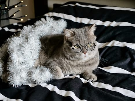 Scottish straight cat celebrates holiday eve Happy New Year 2025 and Merry Christmas , pet in glasses at home on bed