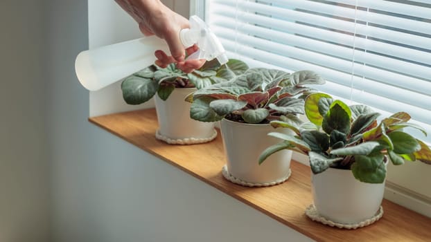 Potted violets on wooden window sill, woman take care about plants in white pots at home. Indoor gardening, caring for houseplants at home