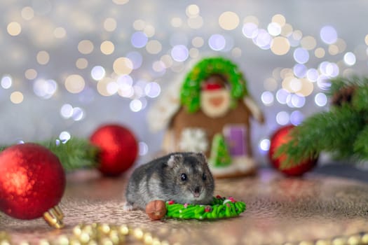 gray hamster on a background of Christmas tree decorations in a gingerbread house and bokeh. Christmas or New Year concept. soft focus