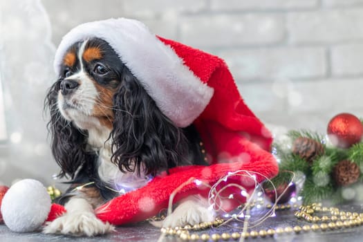 cute puppy sitting in a red santa claus hat on a white background with a garland. Christmas concept. cavalier king charles spaniel tricolor.