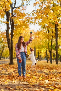 Happy joyful little girl playing with her funny Jack Russell Terrier in beautiful autumn forest, child playing and having fun with dog during walk in nature. Children and pets outdoors