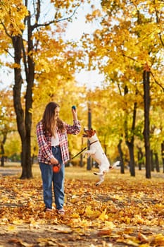 Happy joyful little girl playing with her funny Jack Russell Terrier in beautiful autumn forest, child playing and having fun with dog during walk in nature. Children and pets outdoors